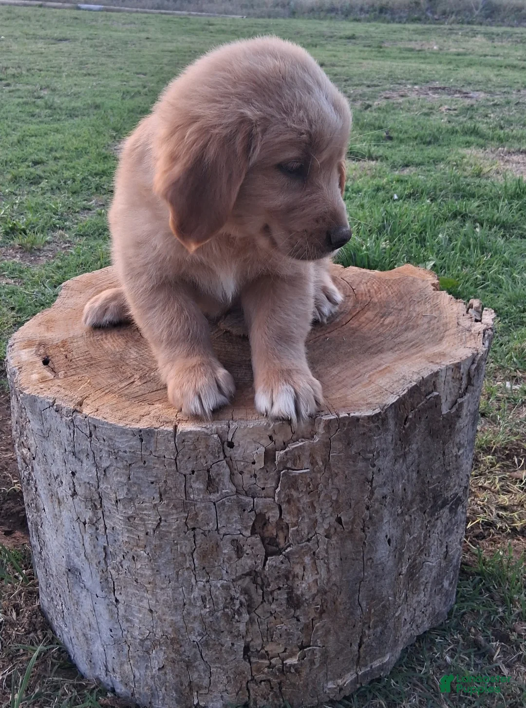 Golden Retriever dogs for sale: Golden Retriever Puppy 4 - Ad 1