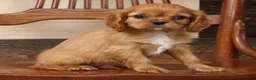 Cavalier King Charles Spaniel dogs for sale: Preston - Ad 8