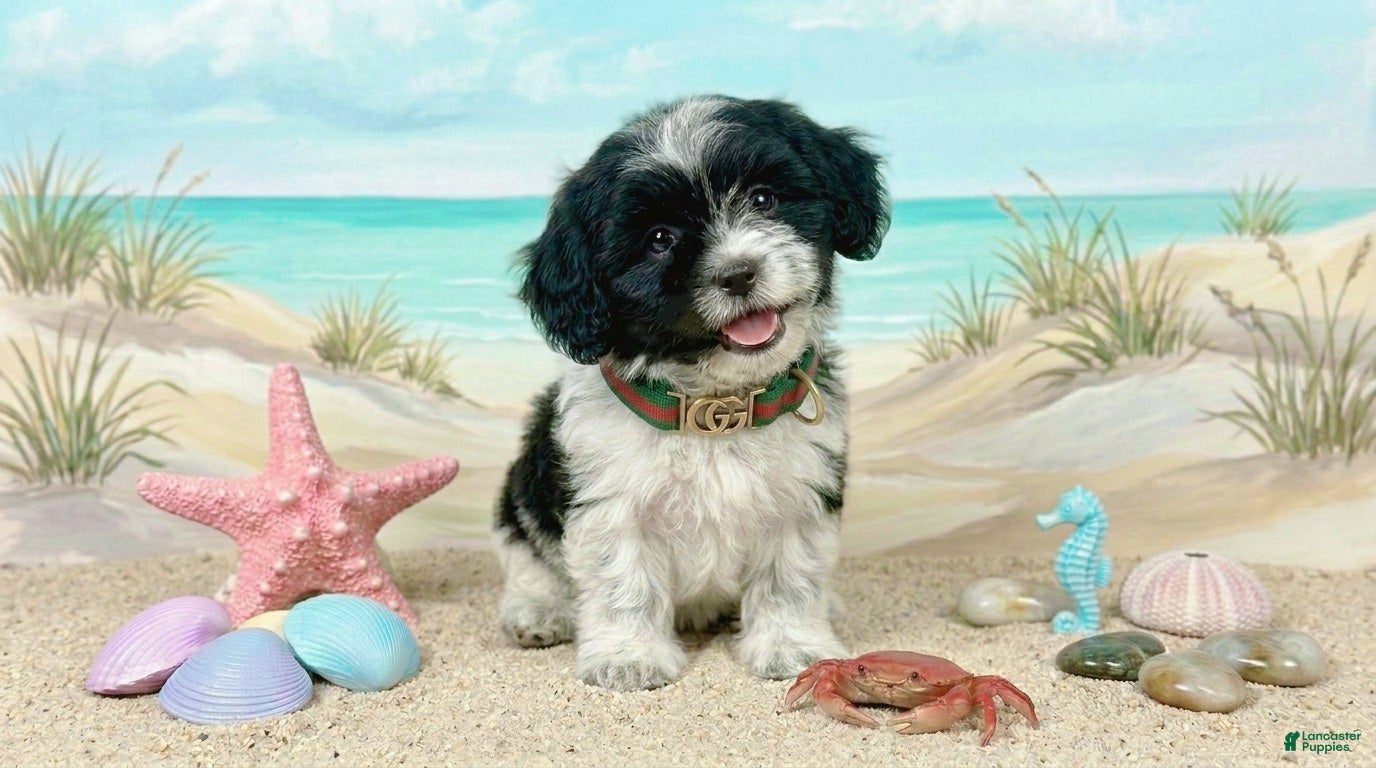 Maltipoo dogs GUCCI - Ad 22
