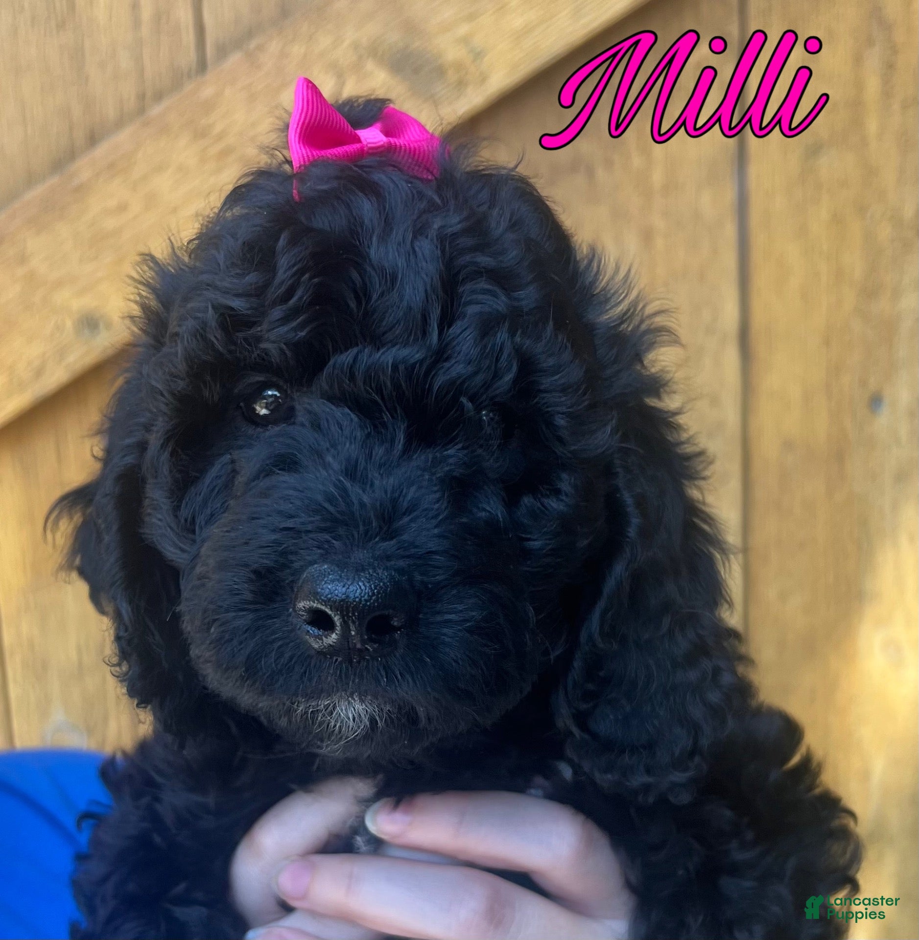 Cavapoo dogs Milli - Ad 38