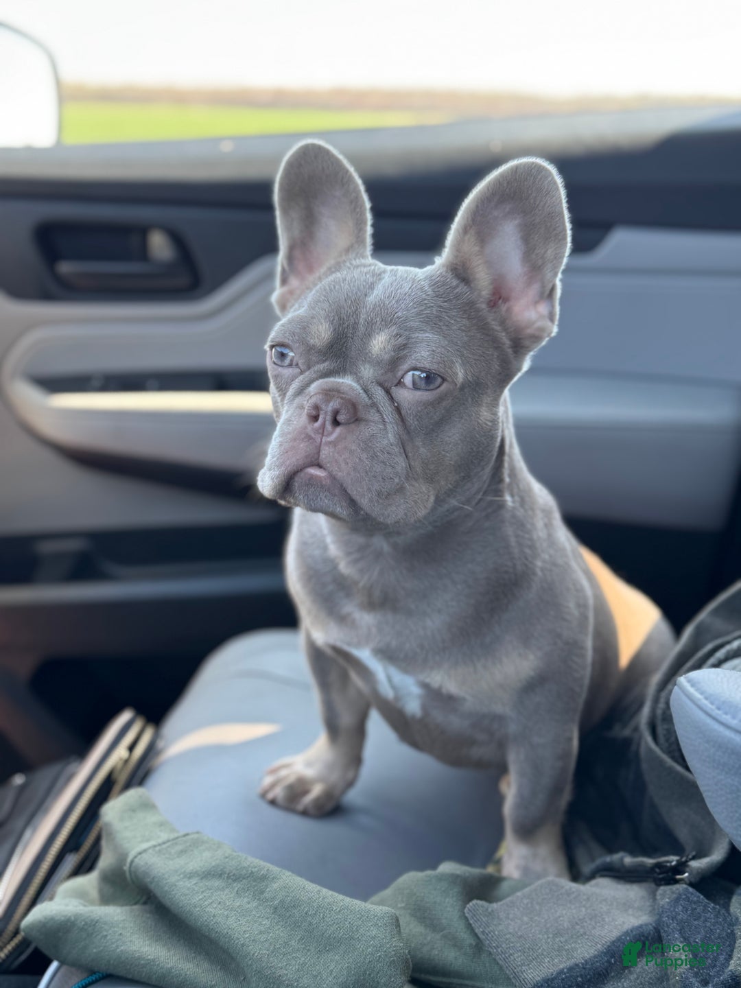 French Bulldog dogs for sale: French Bulldog litter of 1 puppies - Ad 2