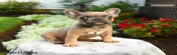 French Bulldog dogs for sale: Alden - Ad 5