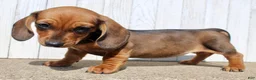 Miniature Dachshund dogs for sale: Laney - Ad 5