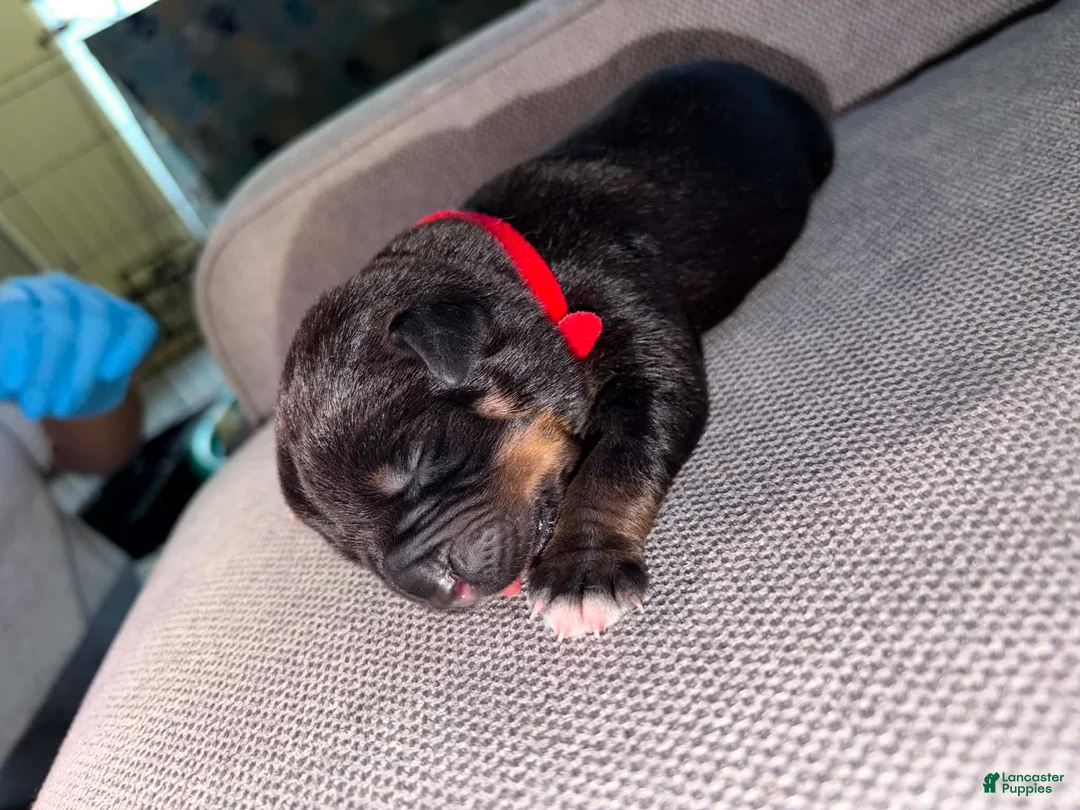 Mixed Breed dogs for sale: Mixed Breed Puppy 6 - Ad 1