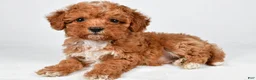 Maltipoo dogs for sale: Sammy - Ad 7