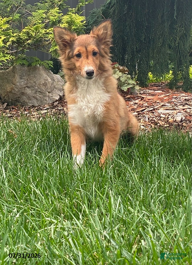 Shetland Sheepdog dogs Bessie - Ad 24