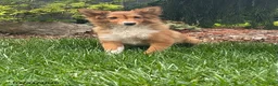 Shetland Sheepdog dogs for sale: Bessie - Ad 1