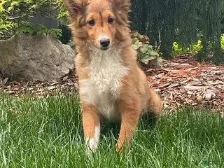 Shetland Sheepdog dogs Bessie - Ad 24