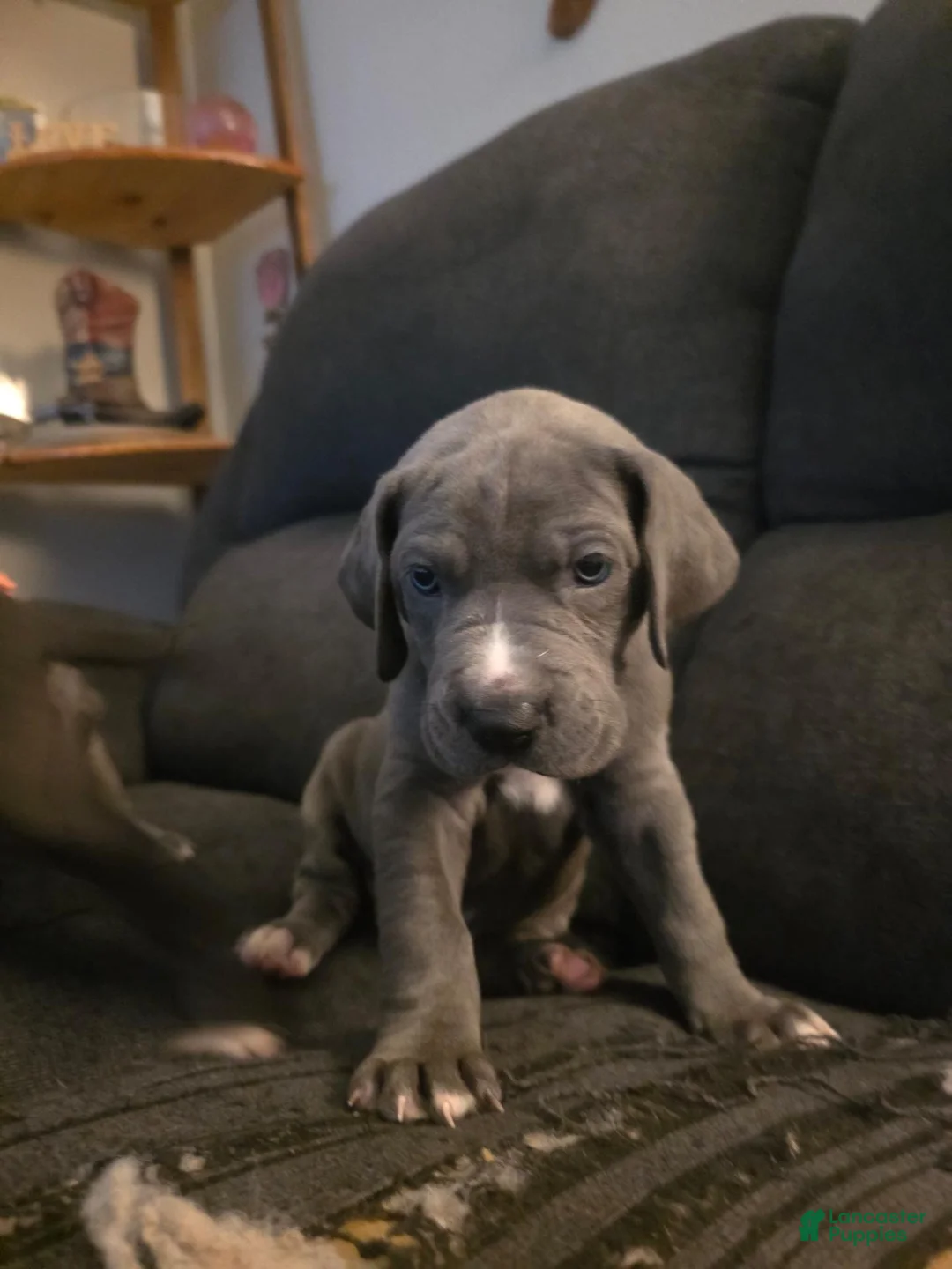 Great Dane dogs for sale: Star - Ad 2