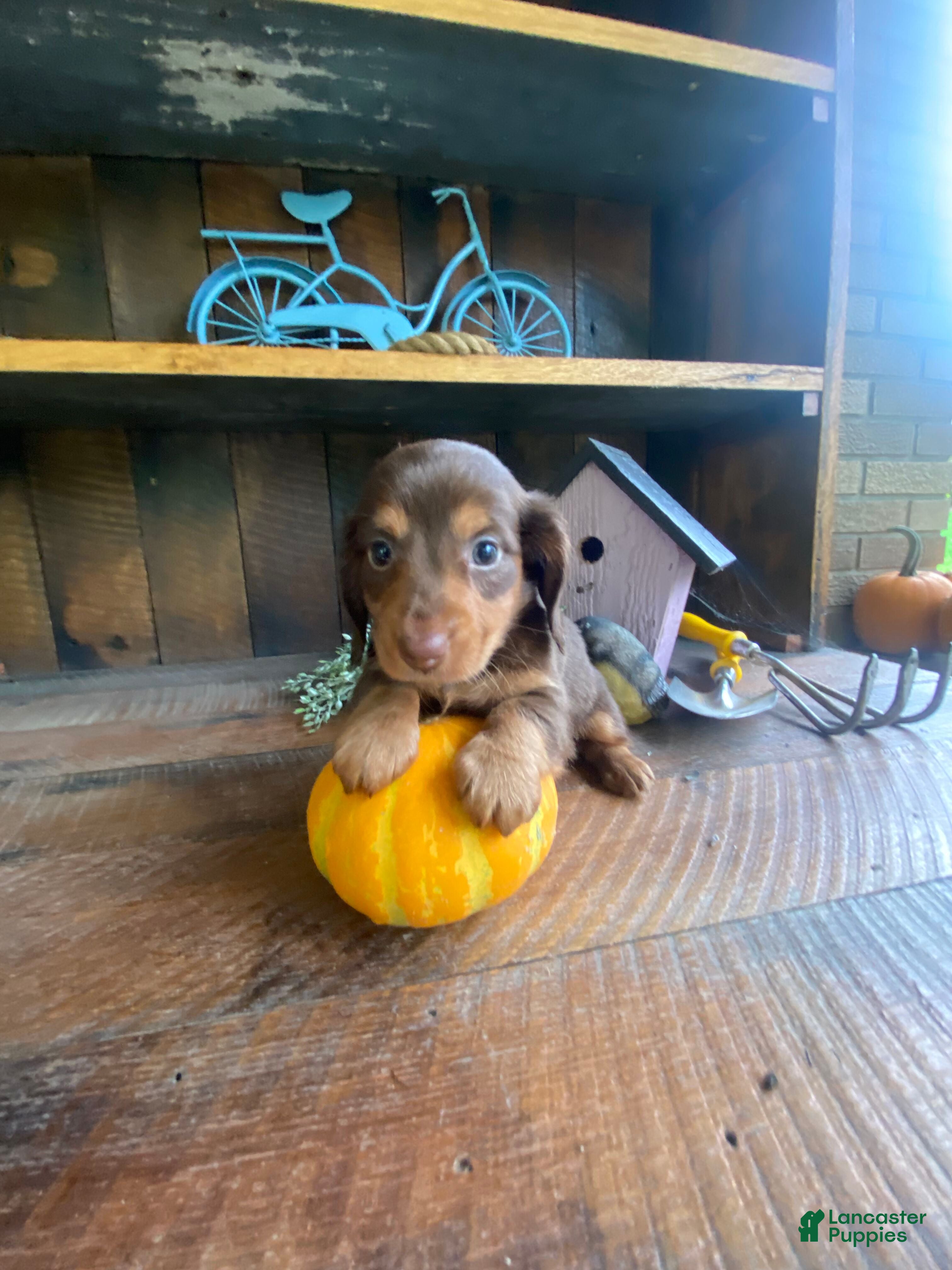 Miniature Dachshund dogs Reece - Ad 2