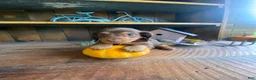 Miniature Dachshund dogs for sale: Reece - Ad 2