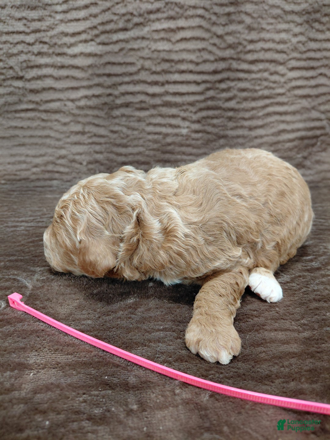 Mini Bernedoodle dogs for sale: Aspen - Ad 7