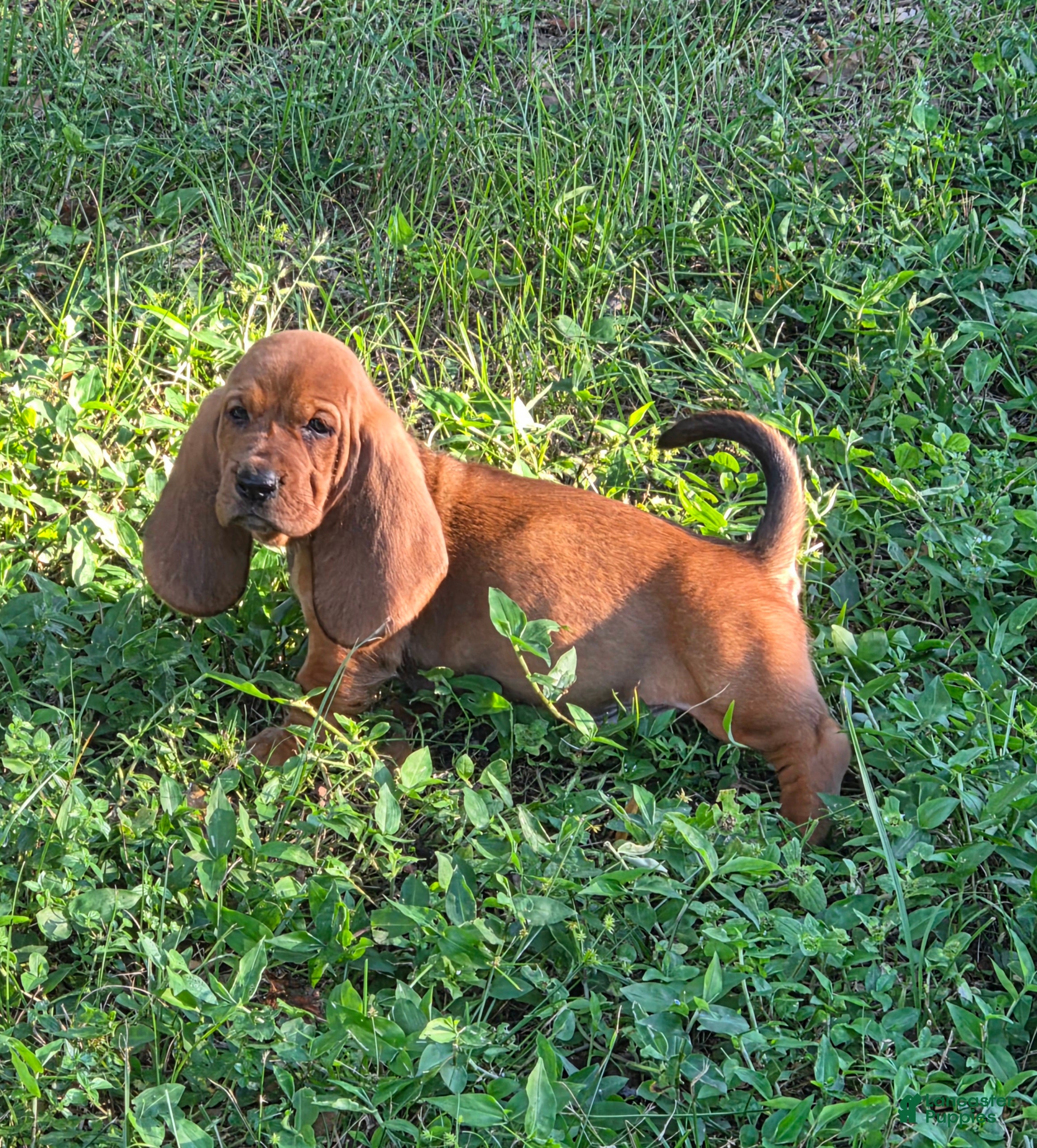 Basset Hound dogs for sale: 🩷 READY NOW orange collar  - Ad 1