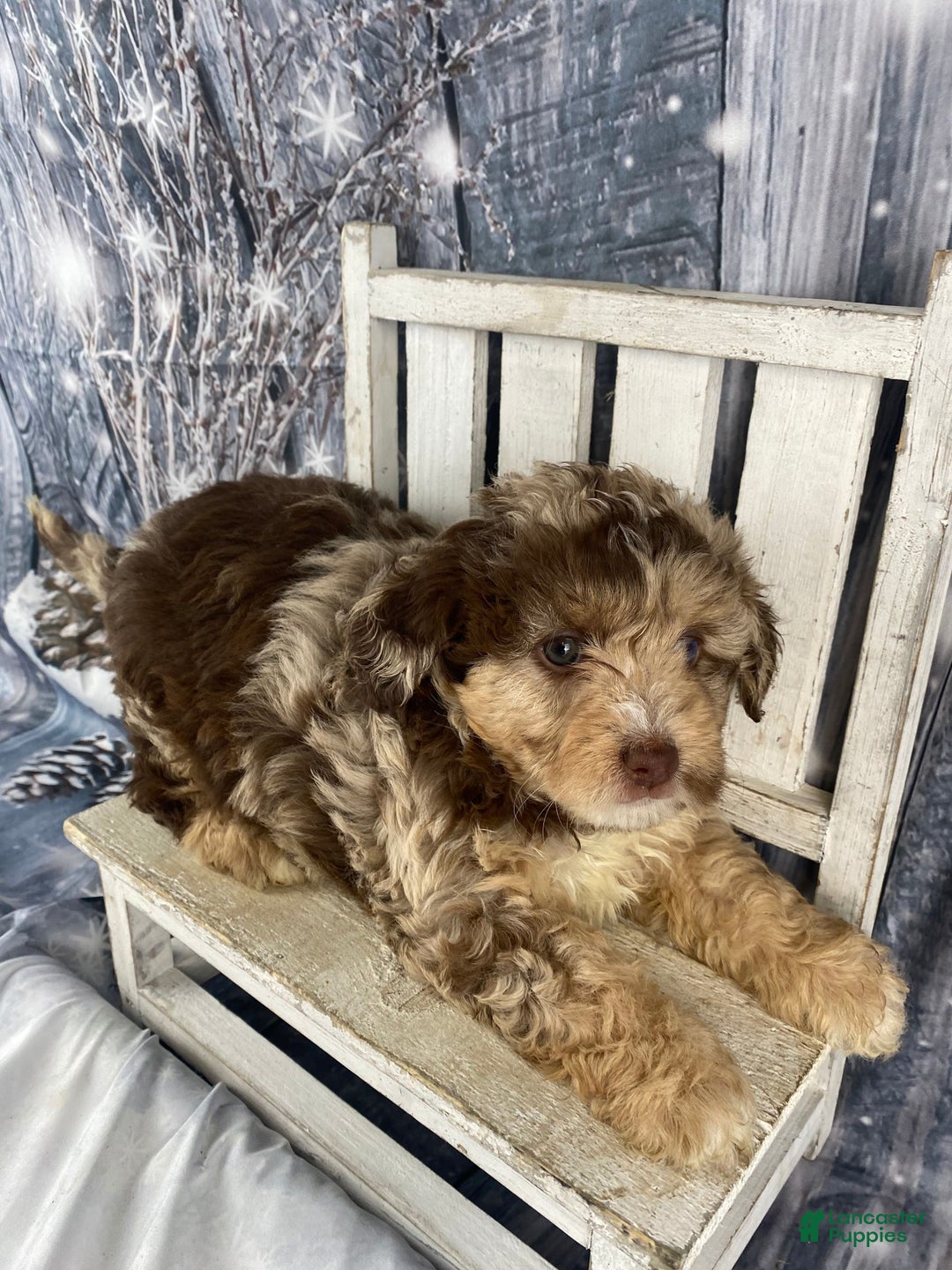 Mini Aussiedoodle dogs for sale: Indy - Ad 2