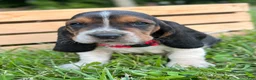 Basset Hound dogs for sale: Charlie - Ad 12