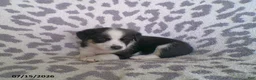 Miniature Australian Shepherd dogs for sale: Leo - Ad 4