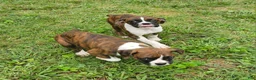 Boxer dogs for sale: Boxer 1 - Ad 3
