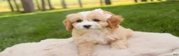 Mixed Breed dogs for sale: Tinker Bell Munchkin Bernedoodle - Ad 2