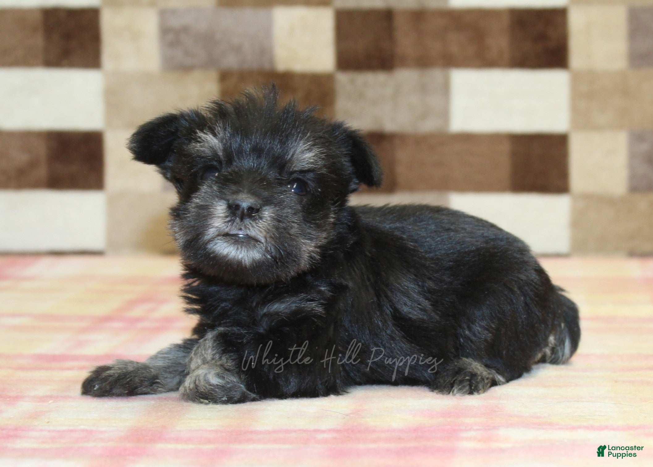 Miniature Schnauzer dogs Penny - Ad 1