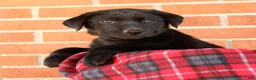 Labrador Retriever dogs for sale: Autumn - Ad 1