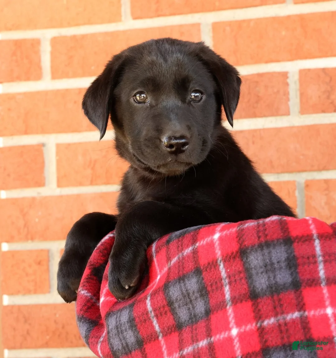 Labrador Retriever dogs for sale: Autumn - Ad 1