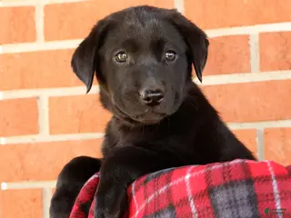 Labrador Retriever dogs Autumn - Ad 1