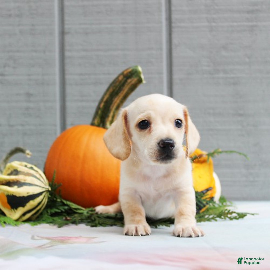 Miniature Dachshund dogs for sale: Aspen - Ad 2