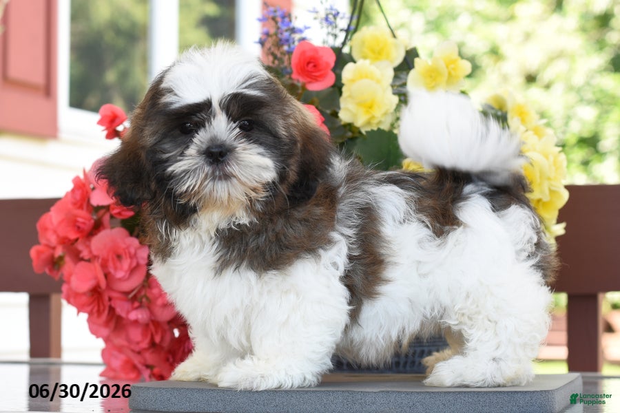 Shih Tzu dogs Mooch    - Ad 1