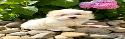 Havanese dogs for sale: FROSTING - Ad 3