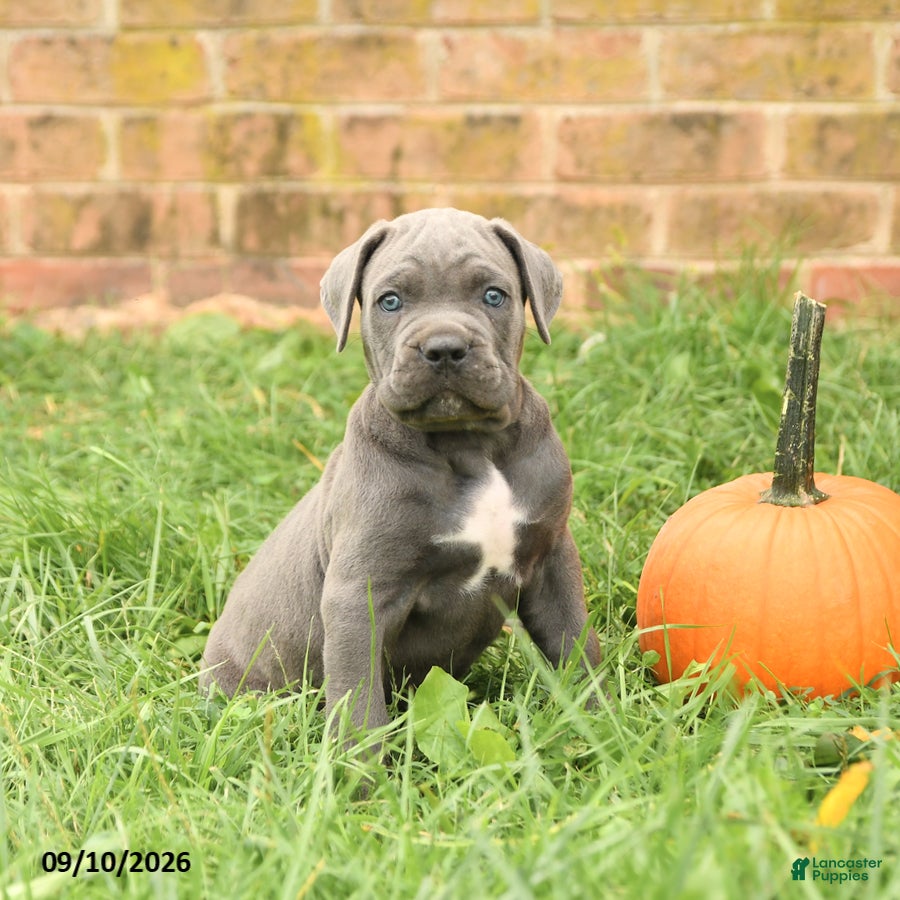 Cane Corso dogs Felix - Ad 2