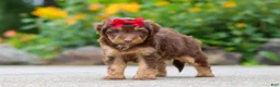 Mini Aussiedoodle dogs for sale: Callie - Ad 5