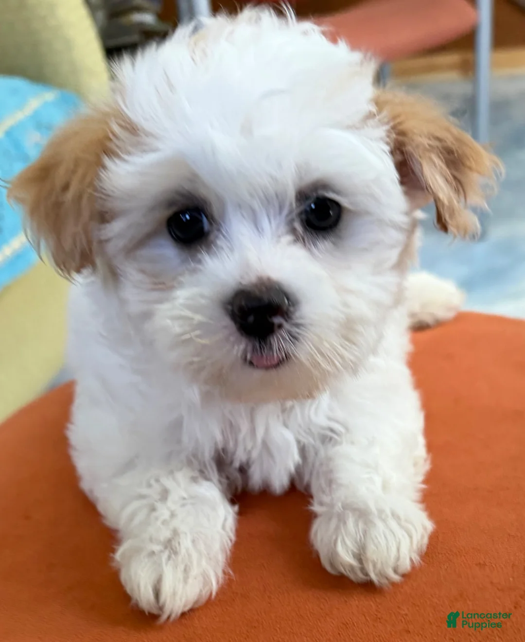 Maltipoo dogs for sale: Maltipoo 1 - Ad 2