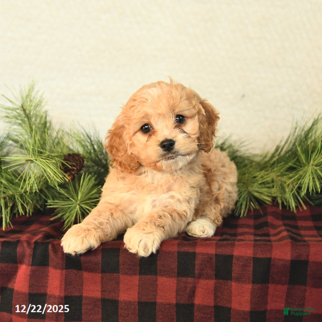 Cockapoo dogs for sale: Zoey - Ad 3