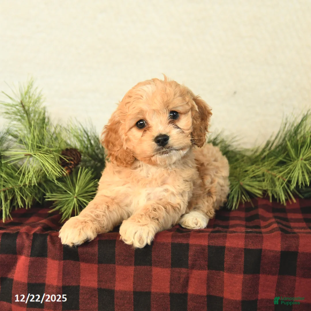Cockapoo dogs for sale: Zoey - Ad 3