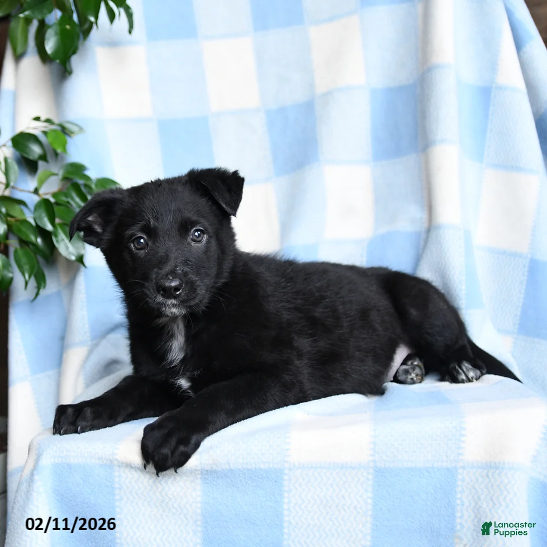 Mixed Breed dogs for sale: Bella    - Ad 3