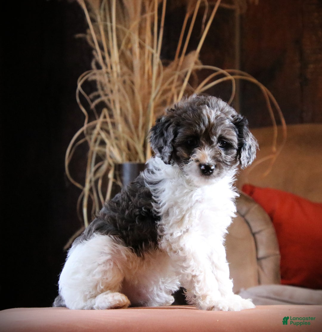 Cockapoo dogs for sale: Everleigh - Ad 2