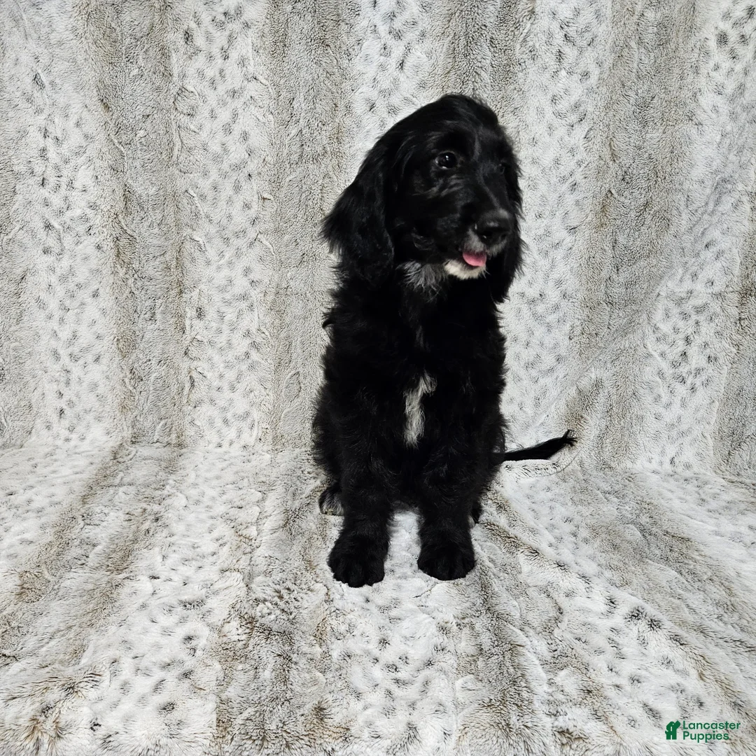Goldendoodle dogs for sale: F1 SweetPea - Ad 2