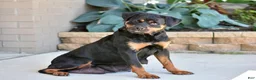 Rottweiler dogs for sale: Sarge - Ad 6