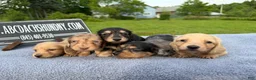 Miniature Dachshund dogs for sale: South African AKC  - Ad 8