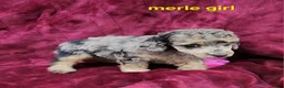 Miniature Poodle dogs for sale: Miniature Poodle merle girl - Ad 6