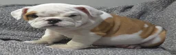 English Bulldog dogs for sale: Dante - Ad 4