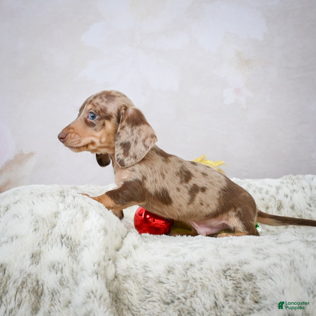 Miniature Dachshund dogs for sale: Max - Ad 6