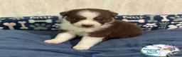 Australian Shepherd dogs for sale: Bee - Ad 3
