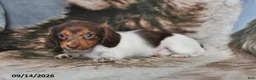 Miniature Dachshund dogs for sale: Queenie - Ad 4