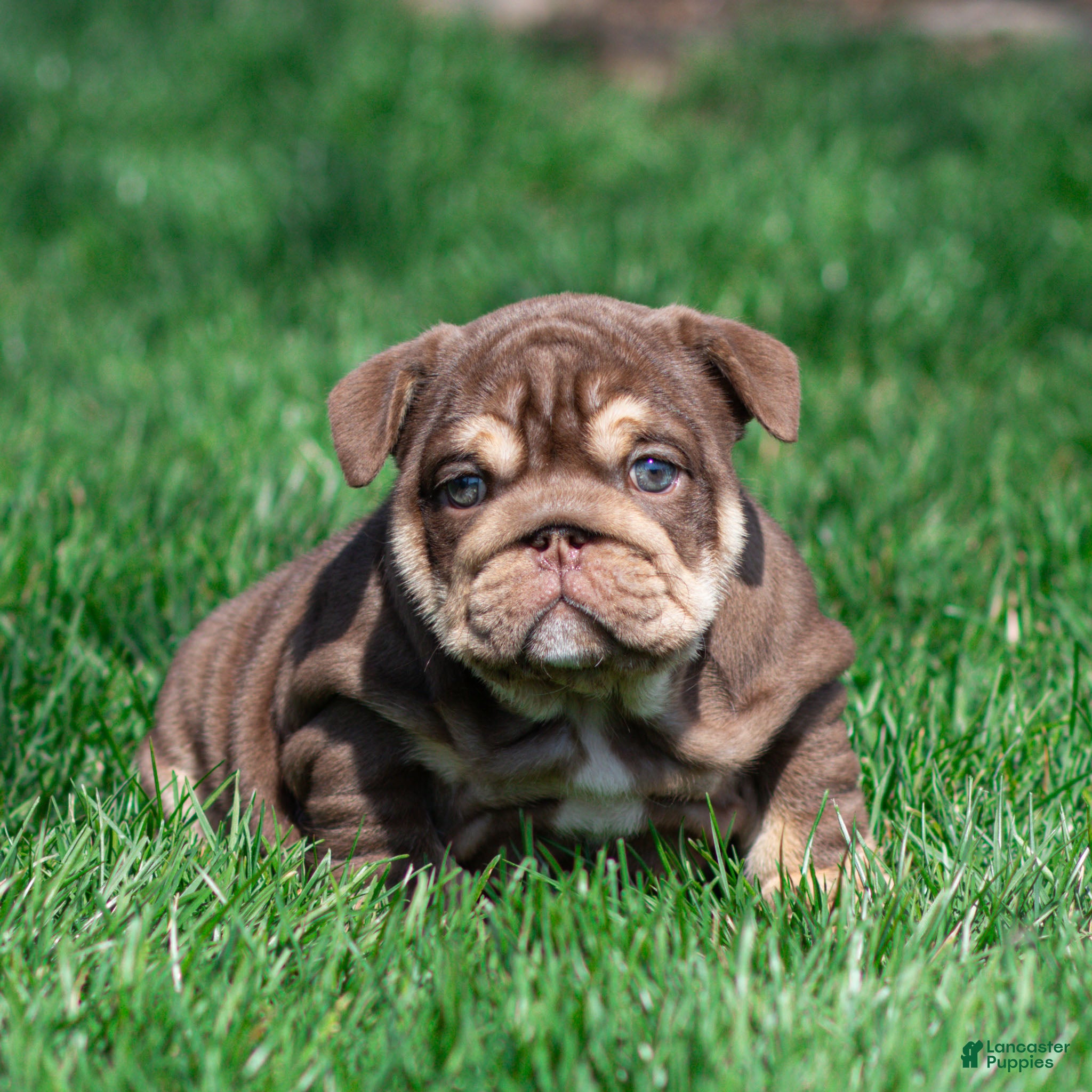 English Bulldog dogs Sable Manroe English Bulldog Puppy  - Ad 2