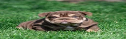 English Bulldog dogs for sale: Sable Manroe English Bulldog Puppy  - Ad 18