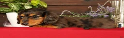 Miniature Dachshund dogs for sale: Thomas - Ad 3