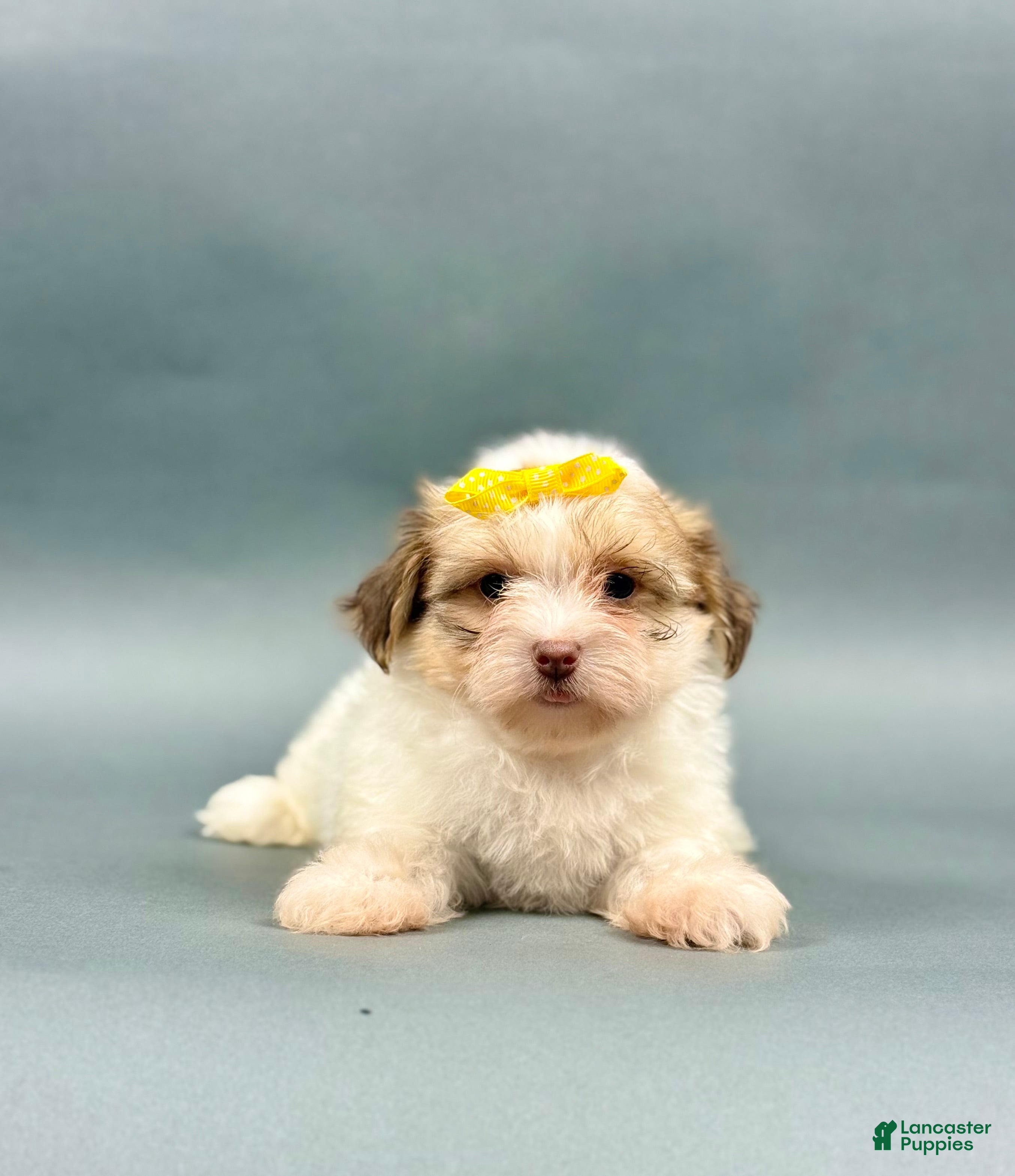 Full Grown Havanese Intelligence Movie Verdell What Kind Of Dog Is