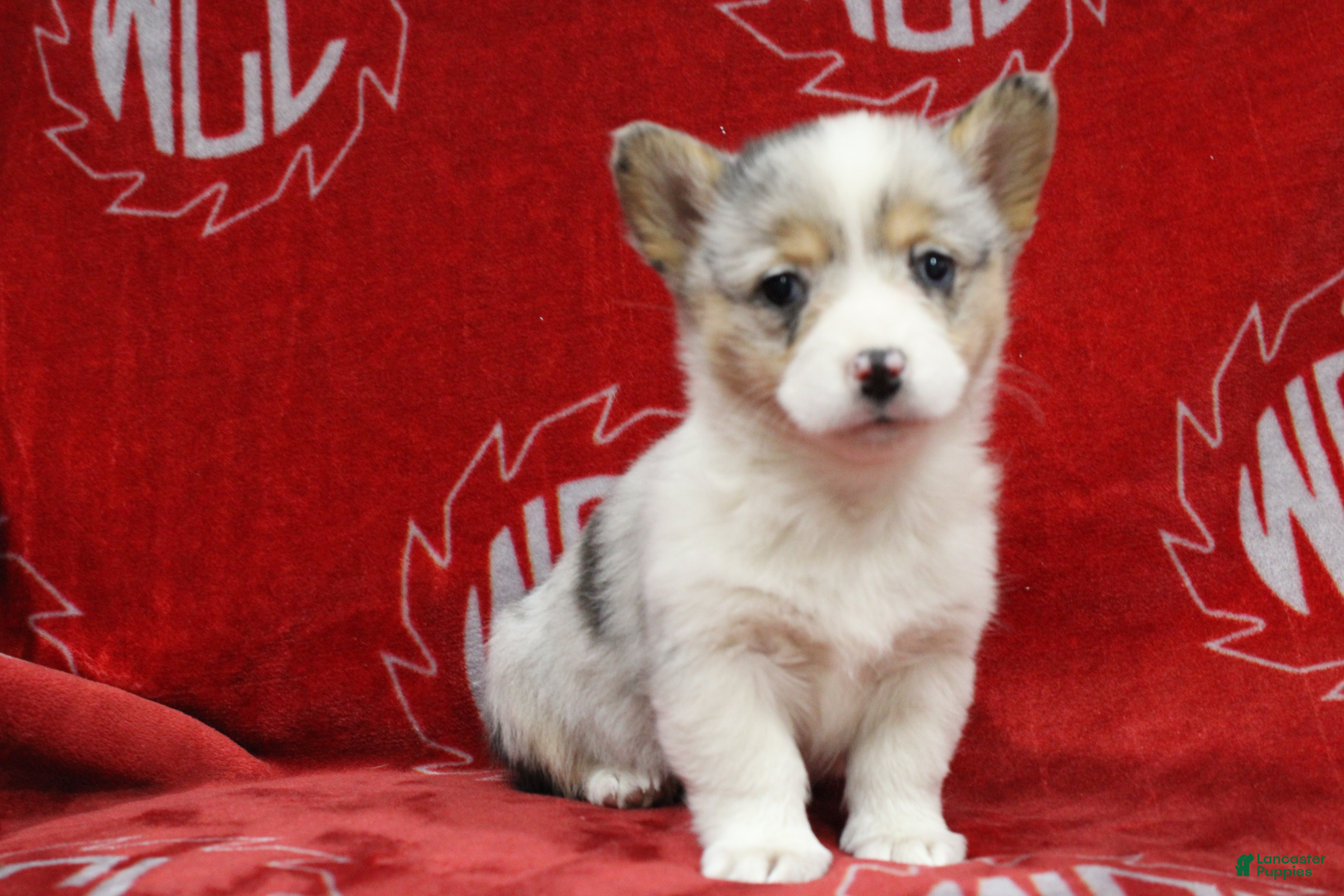 Welsh Corgi Pembroke dogs Bella - Ad 28