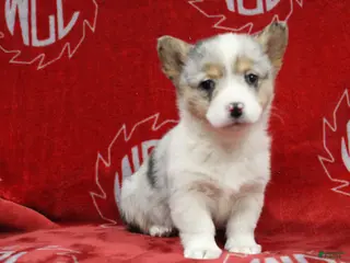 Welsh Corgi Pembroke dogs Bella - Ad 28